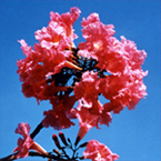 赤紫色の花を咲かせるタヒボの花