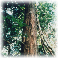 タヒボの原木