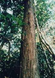 タヒボ原木